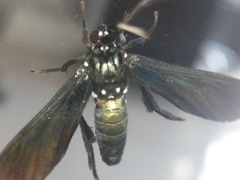 Macrocneme chrysitis