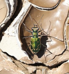 Ellipsoptera marutha