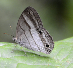 Euptychoides laccine