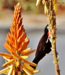 Chalcomitra senegalensis gutturalis