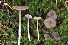 Entoloma fuscotomentosum