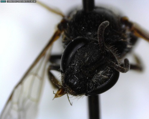 iNaturalist observation photo of Lasioglossum