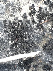 Lathagrium undulatum