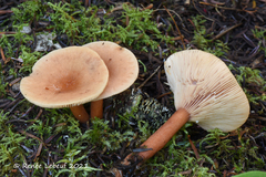 Lactarius tabidus