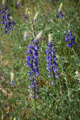Lupinus obtusilobus