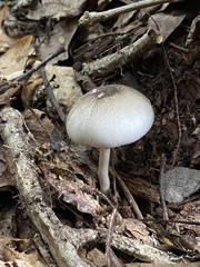 Agaricus pocillator