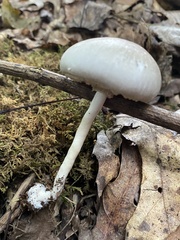 Agaricus pocillator