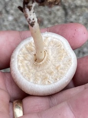 Agaricus pocillator