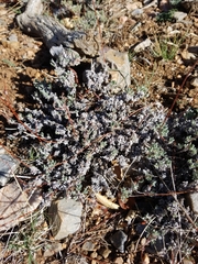 Eriogonum kennedyi