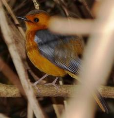 Cossypha natalensis natalensis