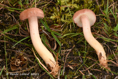 Calocybe carnea