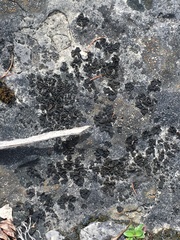 Lathagrium undulatum