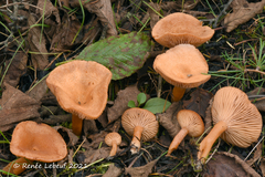 Lactarius alpinus mitis
