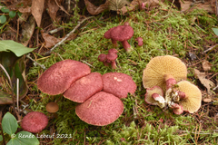 Suillus paluster