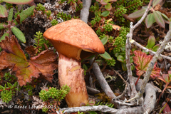 Suillus spectabilis