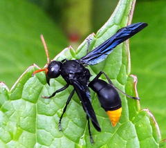 Synagris