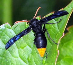 Synagris