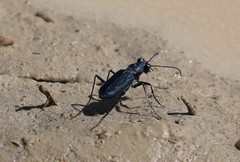 Cicindela nigrocoerulea