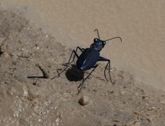Cicindela nigrocoerulea