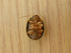 Paropsisterna crocata