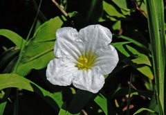 Nierembergia calycina