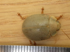 Paropsisterna crocata