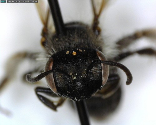 iNaturalist observation photo of W-labrum Miner