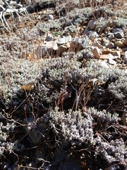 Eriogonum kennedyi