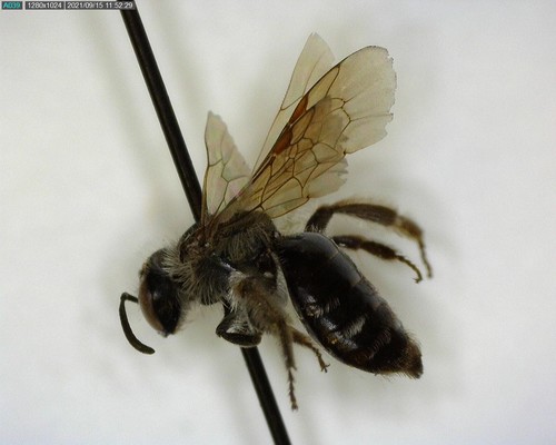 W-Marked Sweat Bee