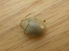 Paropsisterna crocata