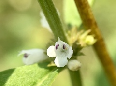 Lycopus amplectens