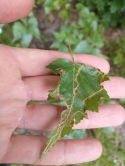 Agromyza alnibetulae