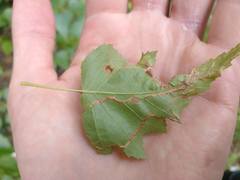 Agromyza alnibetulae