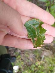Agromyza alnibetulae