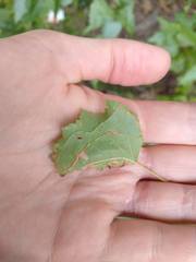 Agromyza alnibetulae