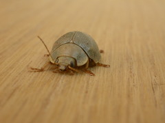 Paropsisterna crocata