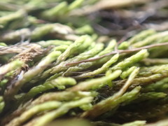 Pterigynandrum filiforme