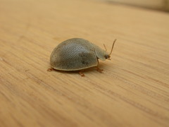 Paropsisterna crocata