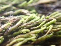 Pterigynandrum filiforme