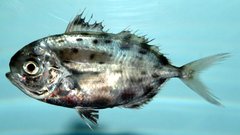 Spotted Driftfish photo 3