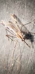 Anopheles franciscanus