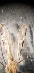 Anopheles franciscanus