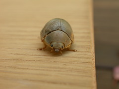 Paropsisterna crocata