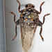 Ostrich Louse Fly - Photo (c) Johan Pretorius, some rights reserved (CC BY-NC), uploaded by Johan Pretorius