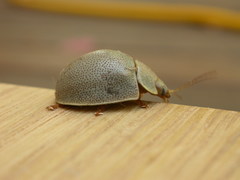 Paropsisterna crocata