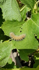 Lepidoptera