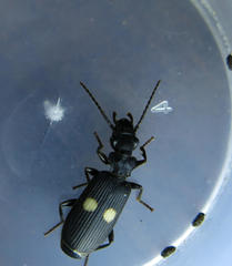Macrocheilus