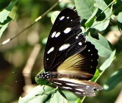 Hypolimnas anthedon wahlbergi