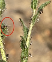 Tupiocoris californicus