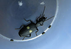 Macrocheilus